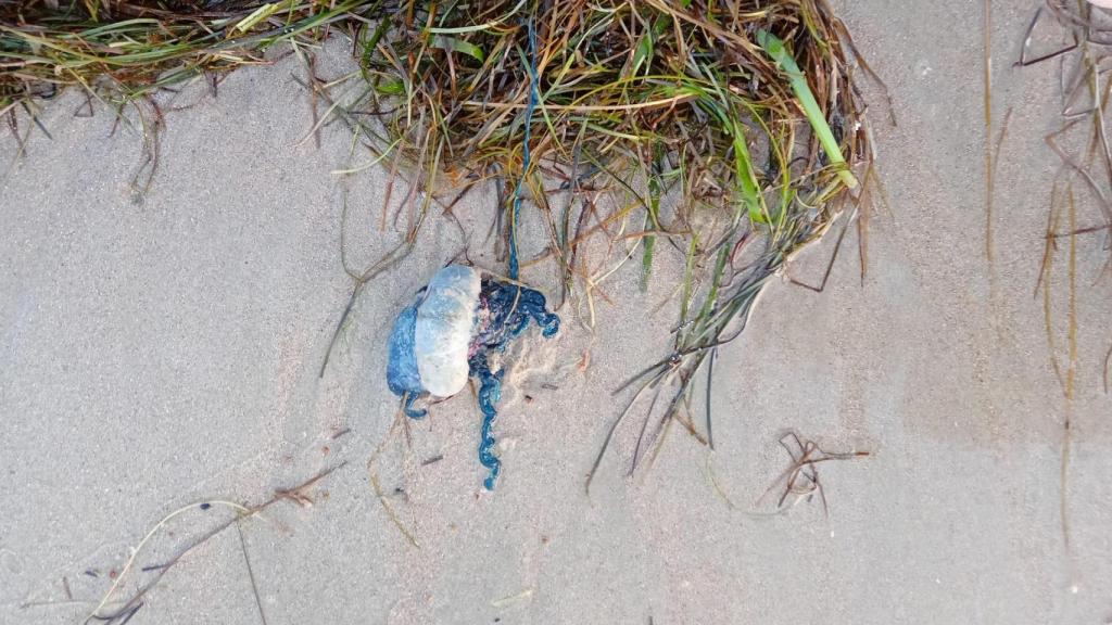 Una carabela portuguesa en una playa de Bergondo.