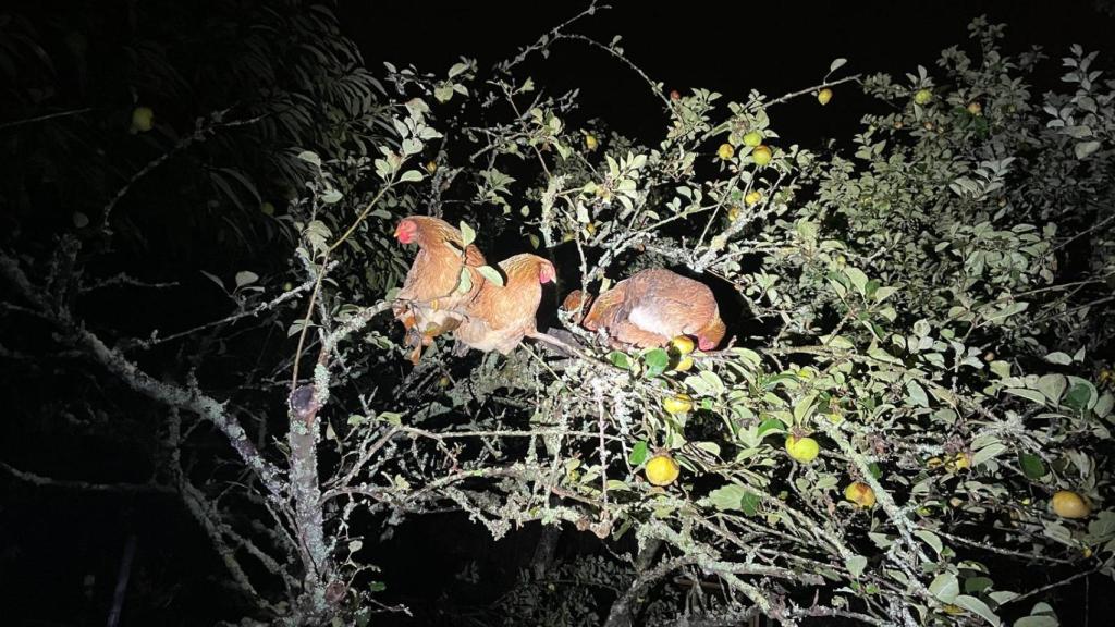 Las gallinas de Julio duermen en los árboles.