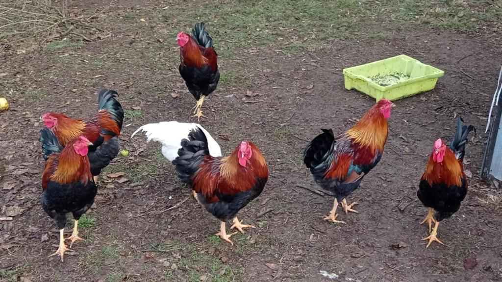 Las gallinas viven en libertad.