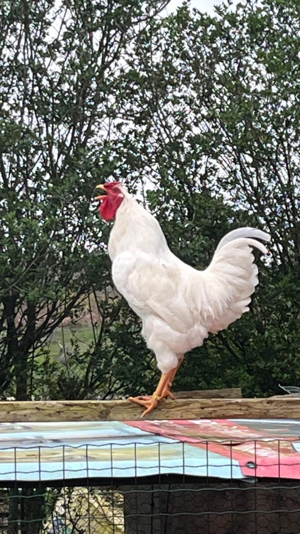 La gallina blanca piñeira.