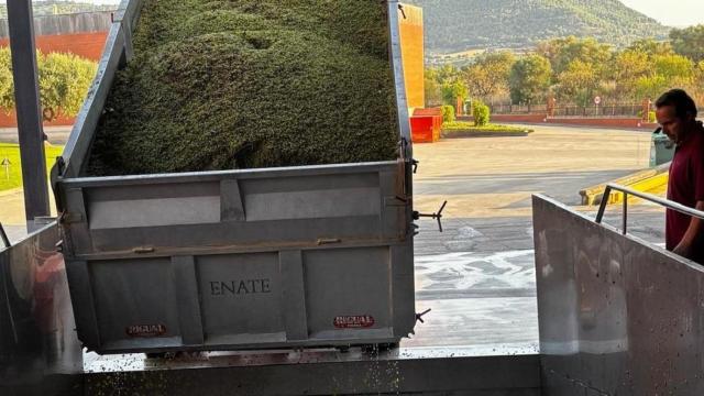 Primer día de vendimia en la DO Somontano