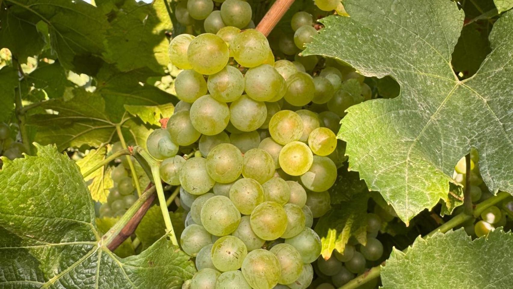 Uvas de la D.O. Somontano.