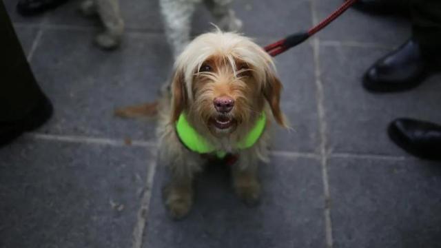 Un perro en la calle.