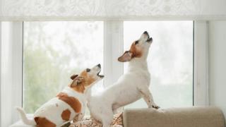 Dos perros ladrando debajo de la ventana.
