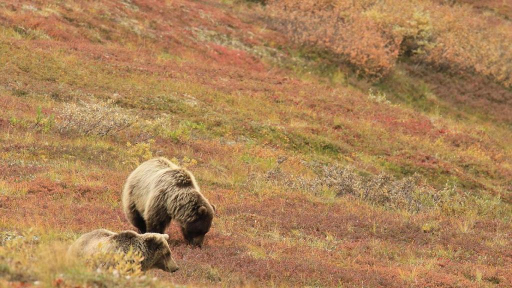 Osos en Alaska.