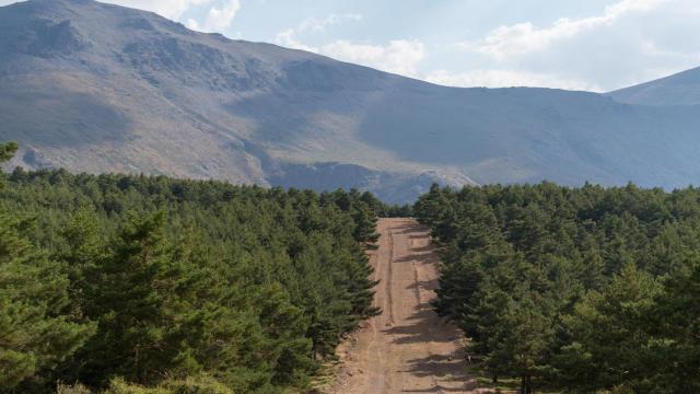 Cortafuegos en Sierra Nevada, España.