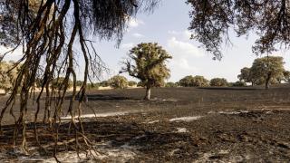 Daños en la vegetación tras el incendio que afectó a Tres Cantos y Soto de Viñuelas.