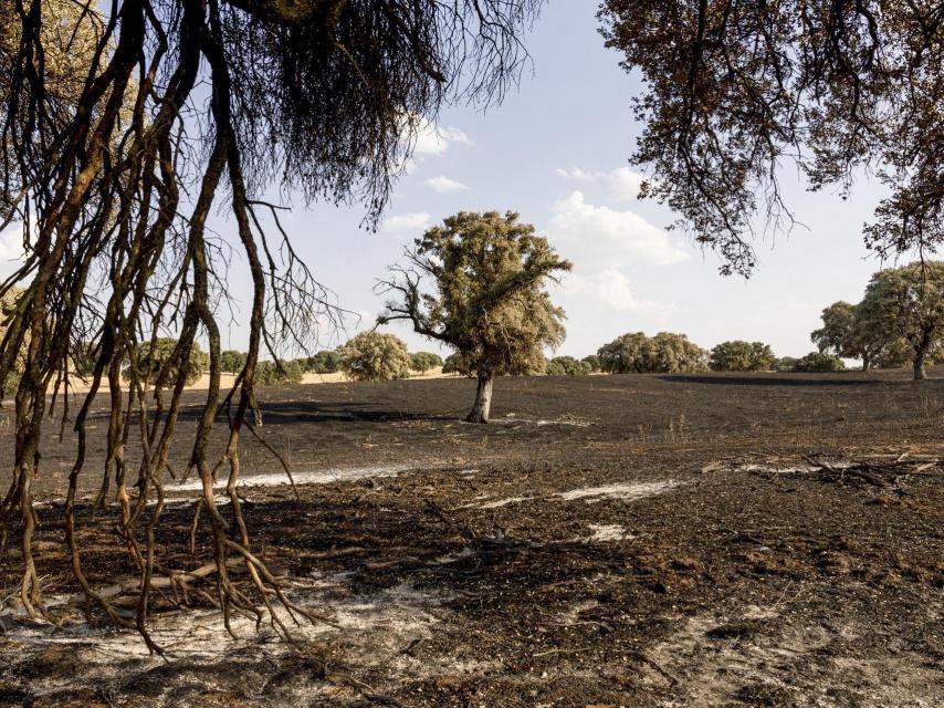 Un prado arrasado por el fuego.