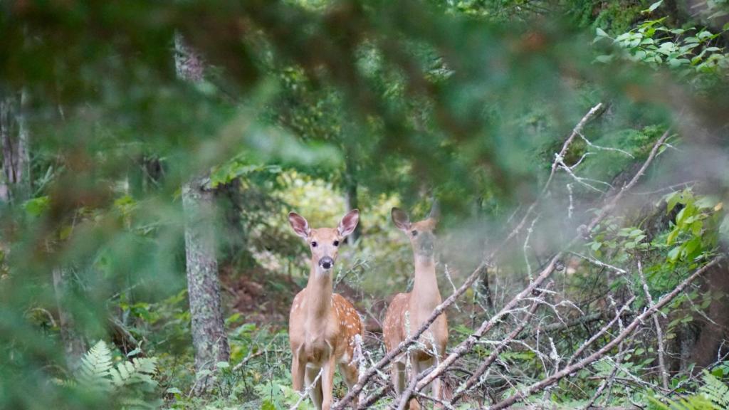 Imagen de archivo de unos ciervos en plena naturaleza.
