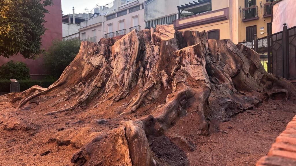 Los restos que quedan del ficus de San Jacinto.