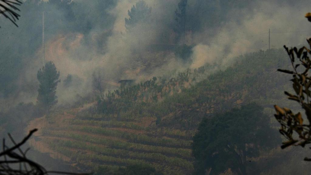 Vista de una viña en la DO Valdeorras, afectada por el fuego, a 16 de agosto de 2025, en A Rúa, Ourense, Galicia (España)