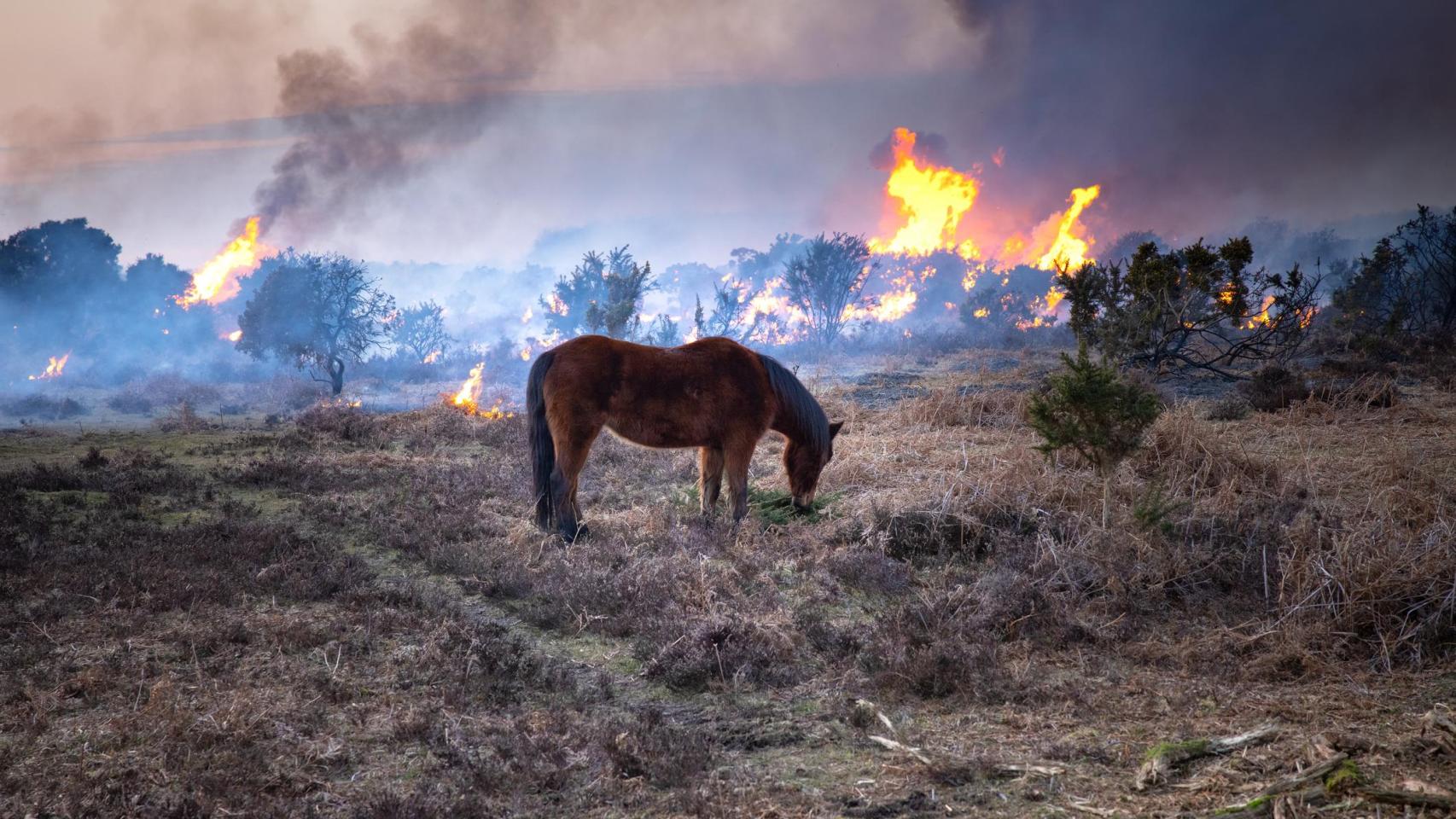Un caballo en un incendio.
