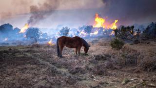 Un caballo en un incendio.