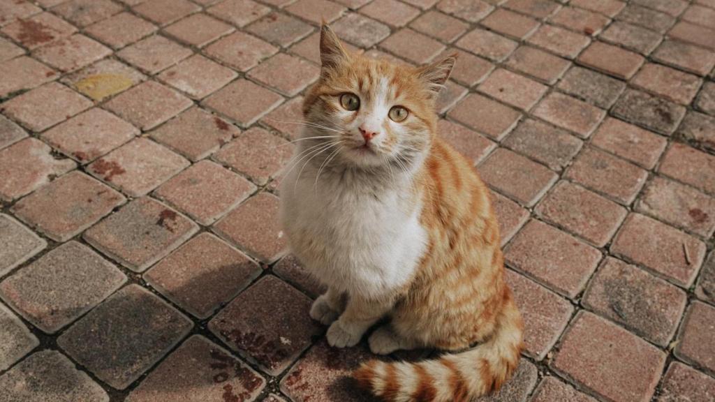 Un gato en la calle.