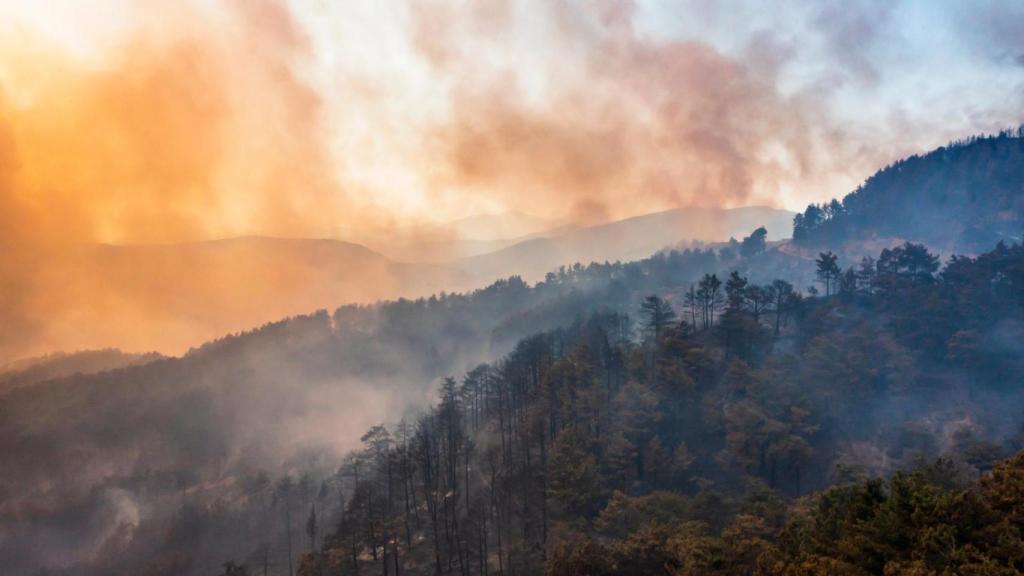 Un incendio forestal