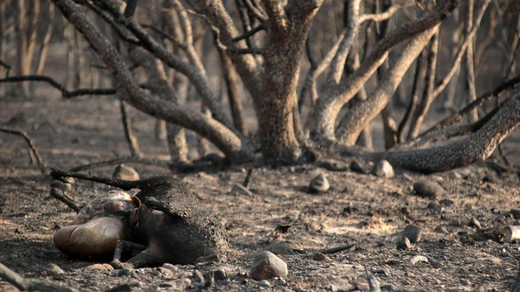 Consecuencias del incendio forestal de Herreros de Jamuz