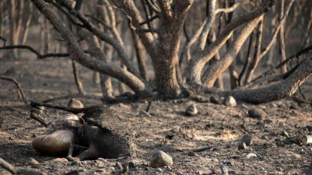 Consecuencias del incendio forestal de Herreros de Jamuz