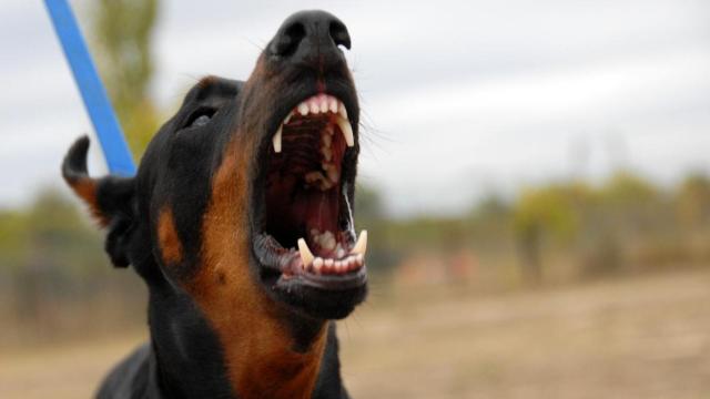 Un doberman en situación de agresividad.