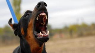 Un doberman en situación de agresividad.