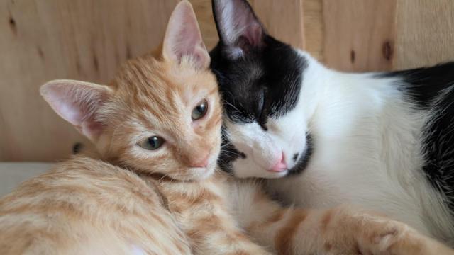 Dos gatos abrazándose.