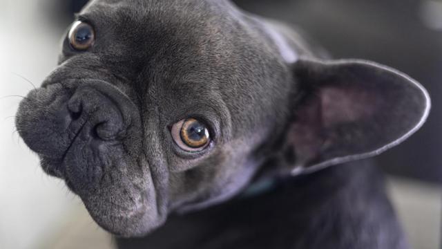 Un bulldog francés en primer plano.