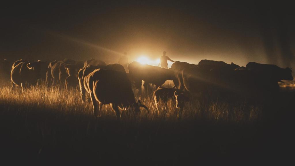 Las 200 vacas llegan 4 horas después a Quintana donde por ahora están a salvo.
