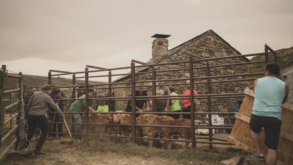 Vecinos, amigos y pastores de la familia Ovelar ayuda a llevar las vacas y terneros al camnión.