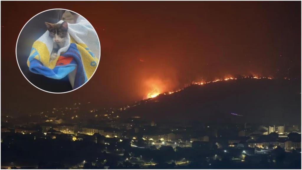 Gato encontrado en el Valle de Monterrei.