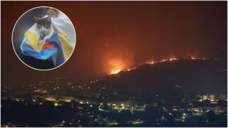 Gato encontrado en el Valle de Monterrei.