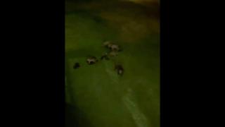 Una manada de jabalíes se deja ver por el Paseo de los Puentes en A Coruña