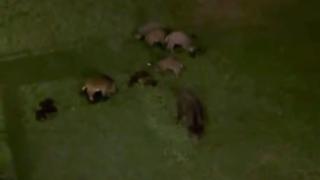 Una manada de jabalíes se deja ver por el Paseo de los Puentes en A Coruña