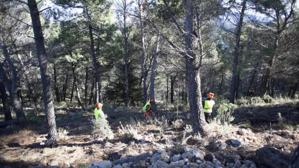 Imagen de trabajos de biomasa de la Diputación de Málaga.