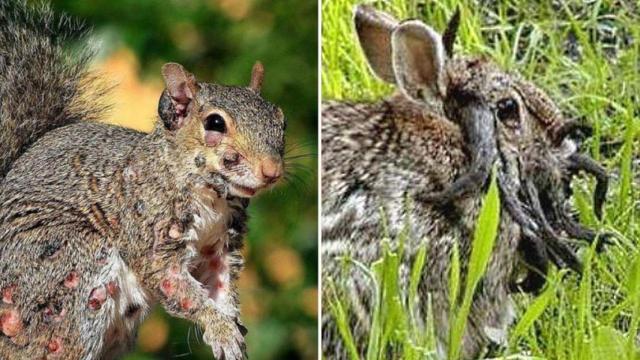 Una ardilla afectada por fibroma y un conejo afectado por el papiloma de Shope.