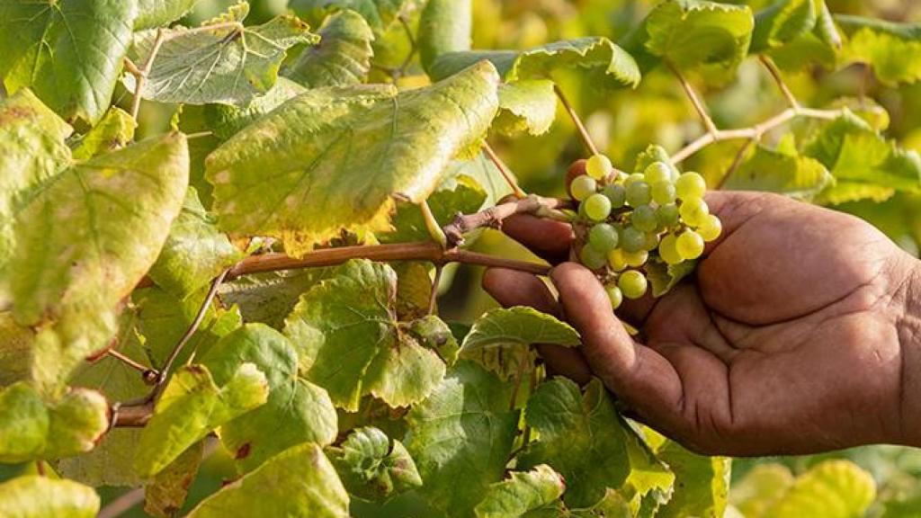 Godello en Valdeorras.