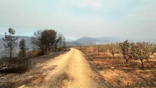 El viñedo que desafió al fuego: el milagro de Méndez Rojo en Valdeorras