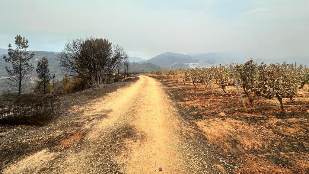 El viñedo de Méndez Rojo, alcanzado por las llamas.