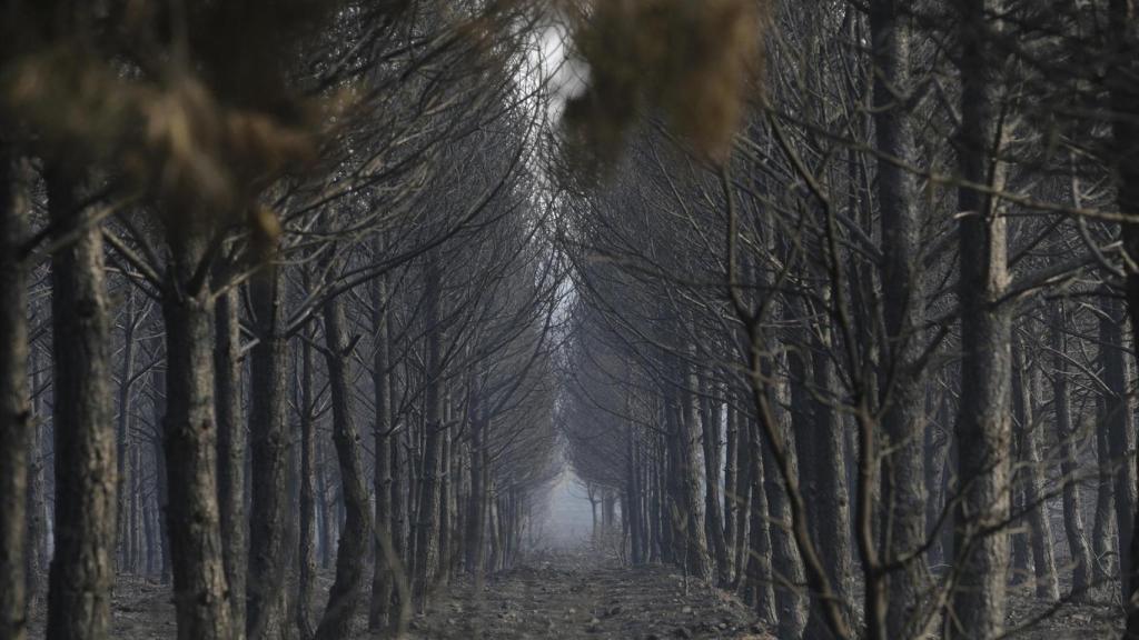 Tierra quemada en un monte entre Villalís de la Valduerna, Quintana y Congosto, en León.