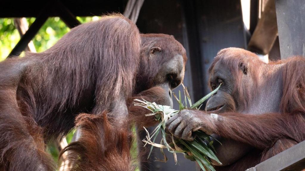 Dos orangutanes en el Bioparc de Fuengirola.
