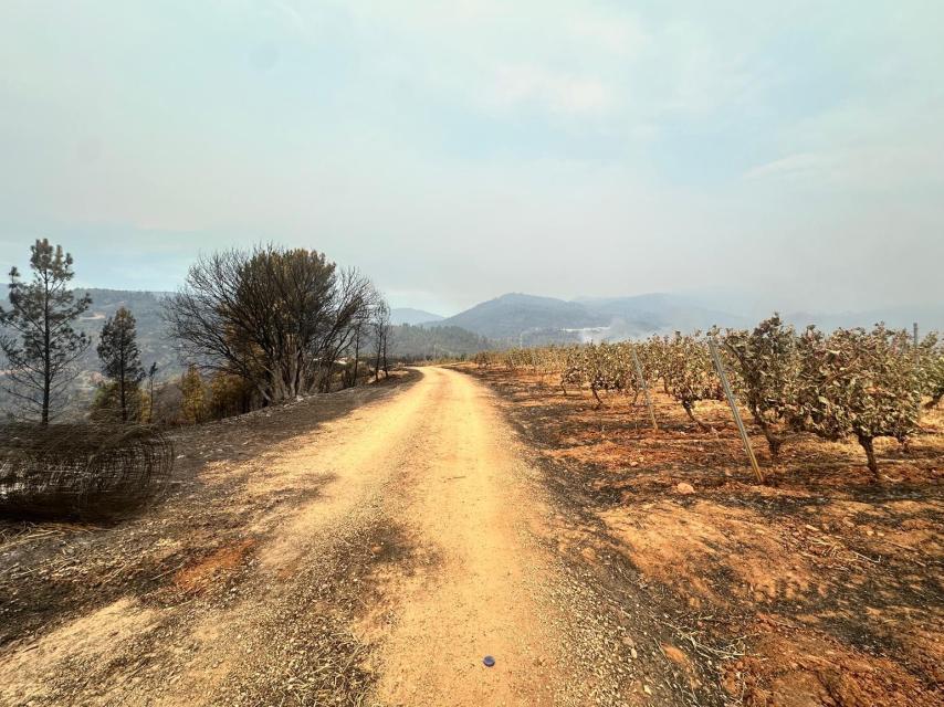 Viñas de Méndez Rojo consumidas por el fuego