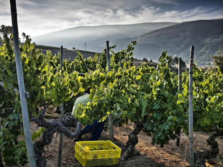 Vendimia de godello en Valdeorras.