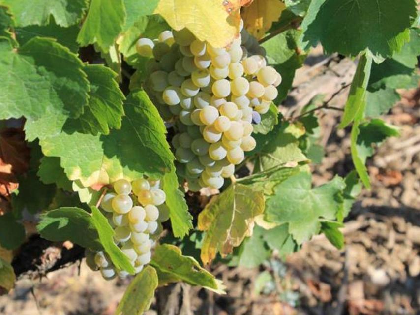 Godello, la uva blanca de moda.