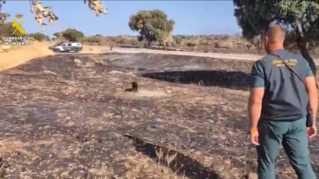 Uno de los perros especializados en la detección de sustancias acelerantes para la investigación del presunto autor del incendio provocado en Colmenar Viejo el pasado mes de julio.