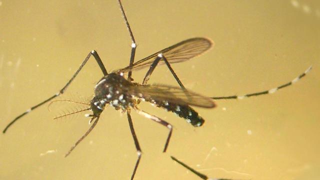 Mosquito tigre
