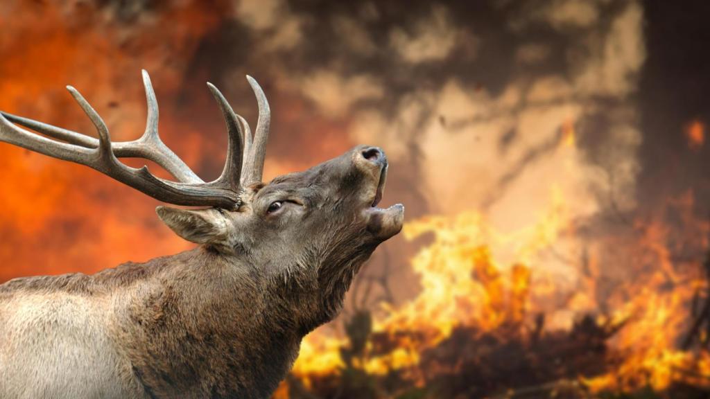 Un venado en un incendio forestal.