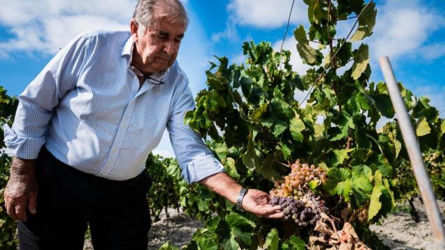 Manolo Galán, en su viñedo, mostrando los estragos que 18 días de temperaturas extremas han hecho con sus uvas.