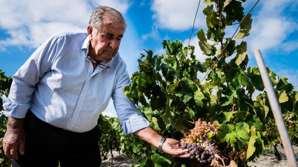 Manolo Galán, en su viñedo, mostrando los estragos que 18 días de temperaturas extremas han hecho con sus uvas.