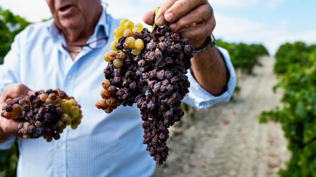 Manuel Galán sostiene un racimo de uvas secas recién vendimiadas.