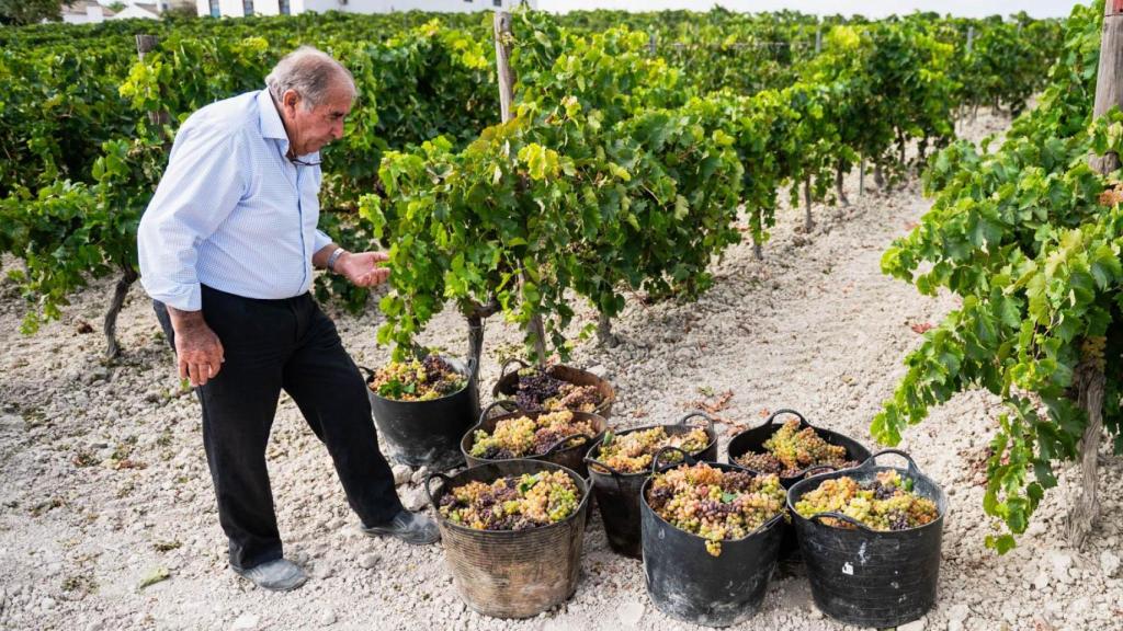 Manuel observa varias espuertas de uvas vendimiadas, inservibles para elaborar el mosto.