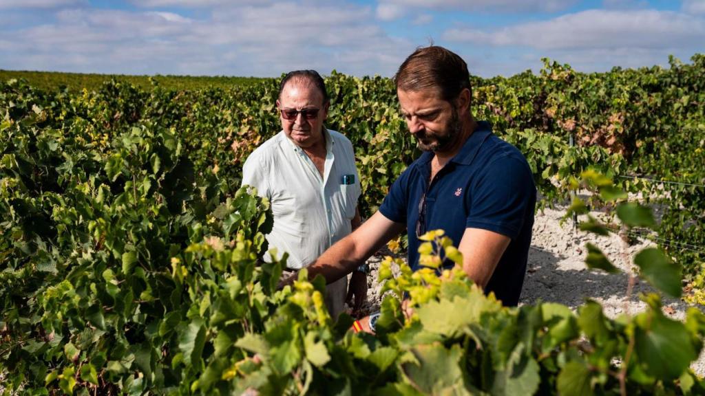 Paco Guerrero y su hijo Paco, supervisando las viñas en su finca, El Calderín del Obispo.