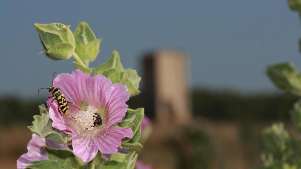 Escarabajo avispa español sobre flores de su planta nutricia (Lavatera triloba) fotografiado el 13 de junio de 2025 en la Ermita de Santiago. Ecologistas en Acción asegura que es una de las especies que no se mencionan en el documento ambiental.